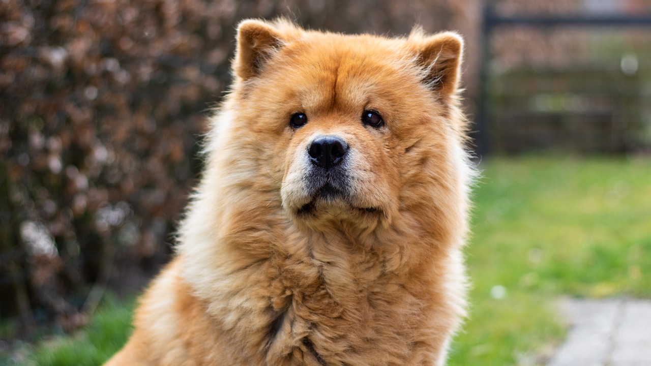 donner un bain au chow chow