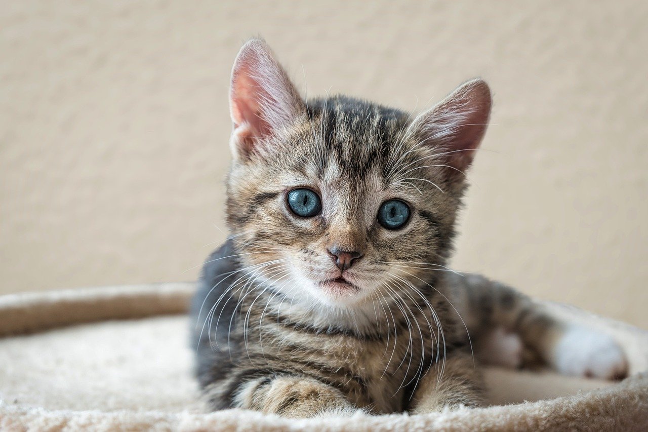 Le chat peut il manger de la menthe