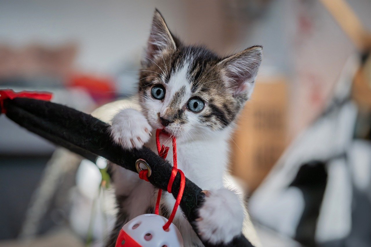 Le chaton peut manger de la mangue 