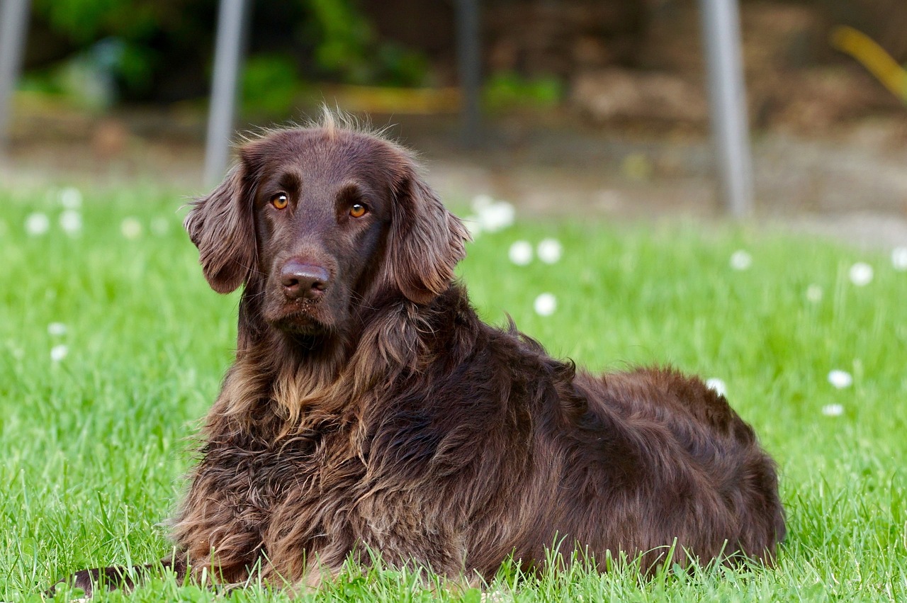 Dans quelle position votre chien dort il