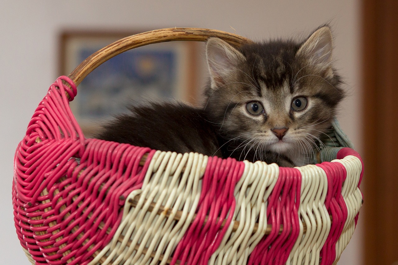 Un chaton peut manger du poisson