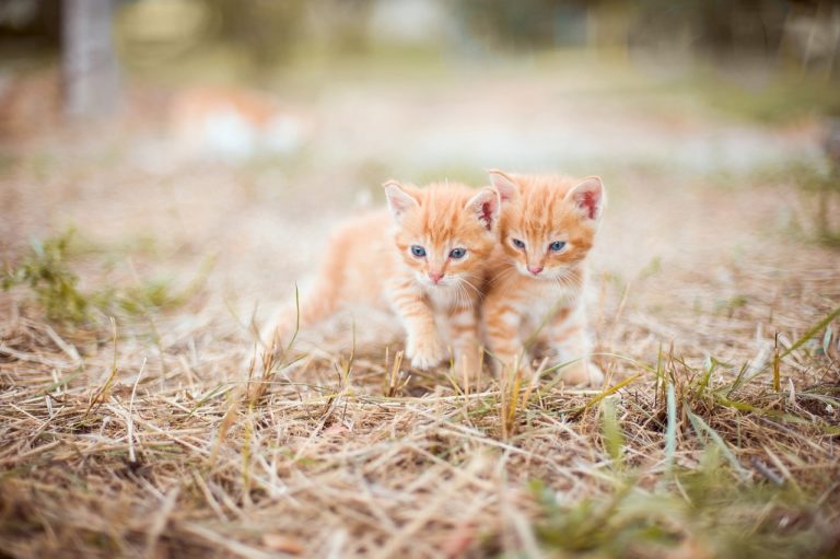 Le chaton peut il manger de la mangue ?