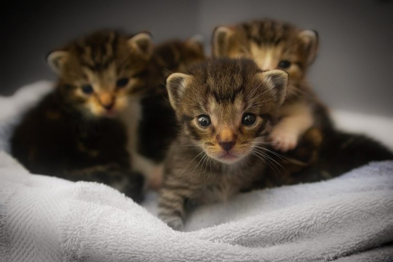 Un chaton peut il manger du poulet