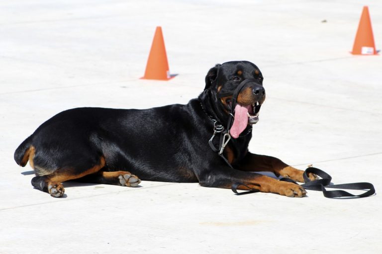 Un chien peut il manger des tomates crues