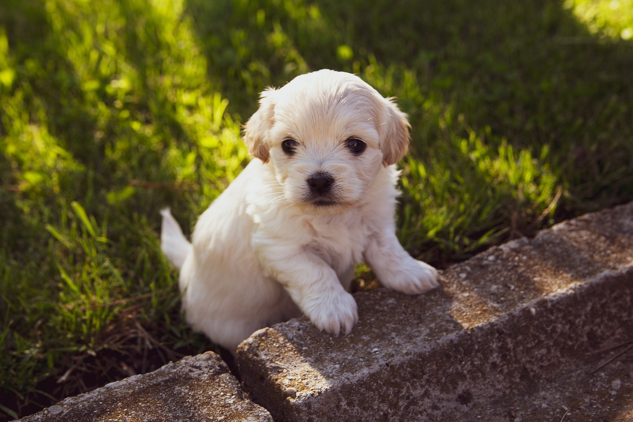 Guide de vermifugation du chiot