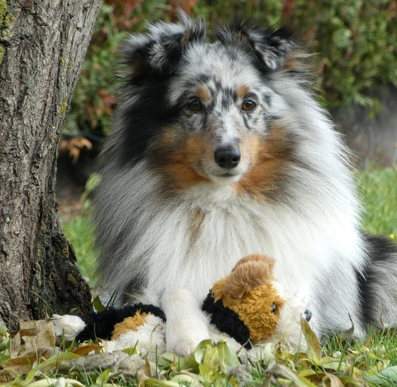 Les chiens peuvent ils consommer des nectarines