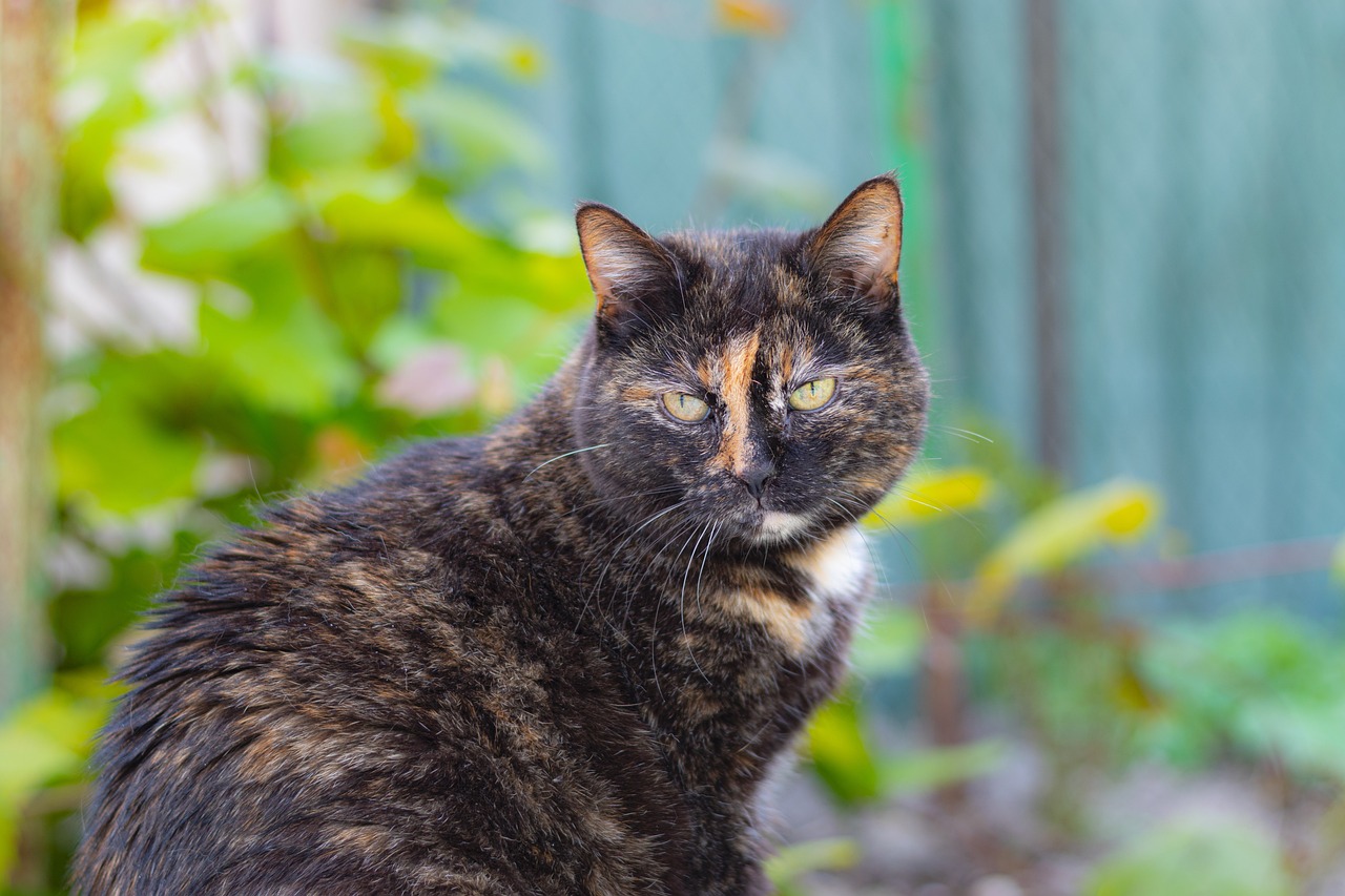 Un chat peut il manger des cafards