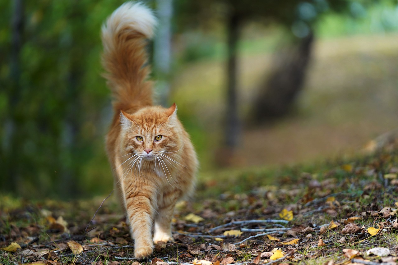 e chou est-il comestible pour les chats