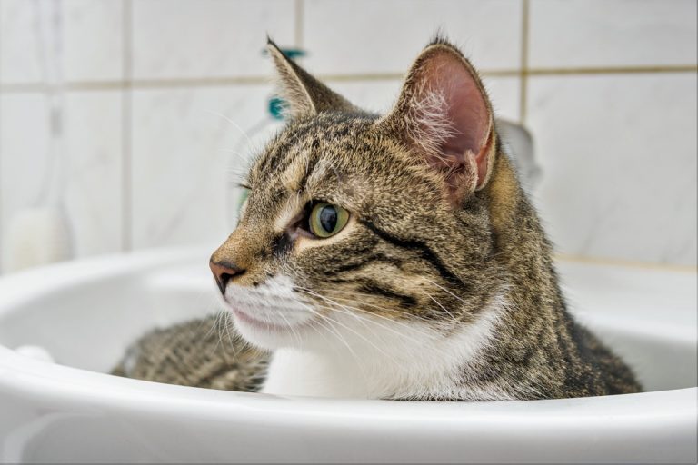 Le chat peut il manger du chocolat blanc