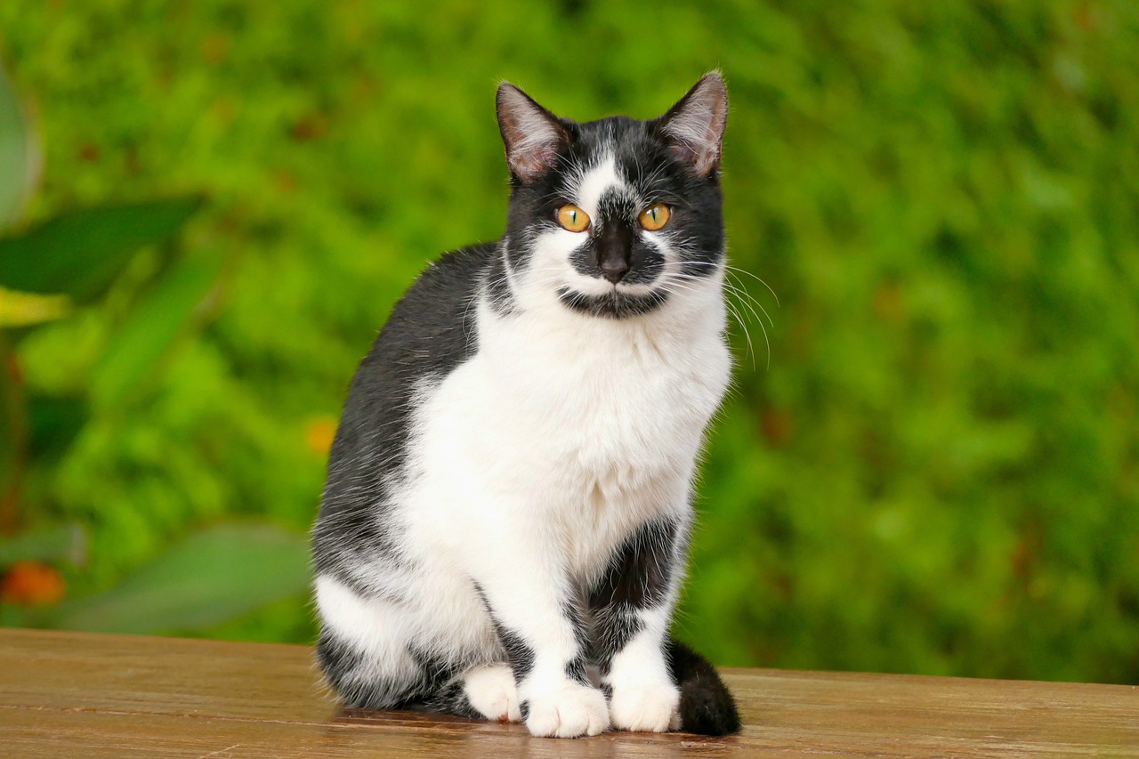 Le chat peut il manger du porridge 