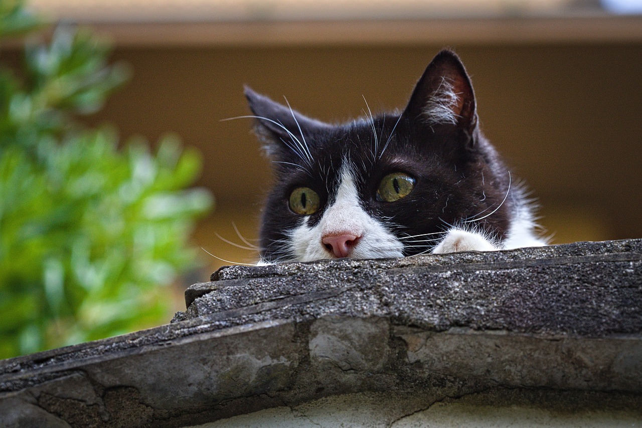 Les aliments qui ne conviennent pas aux chats