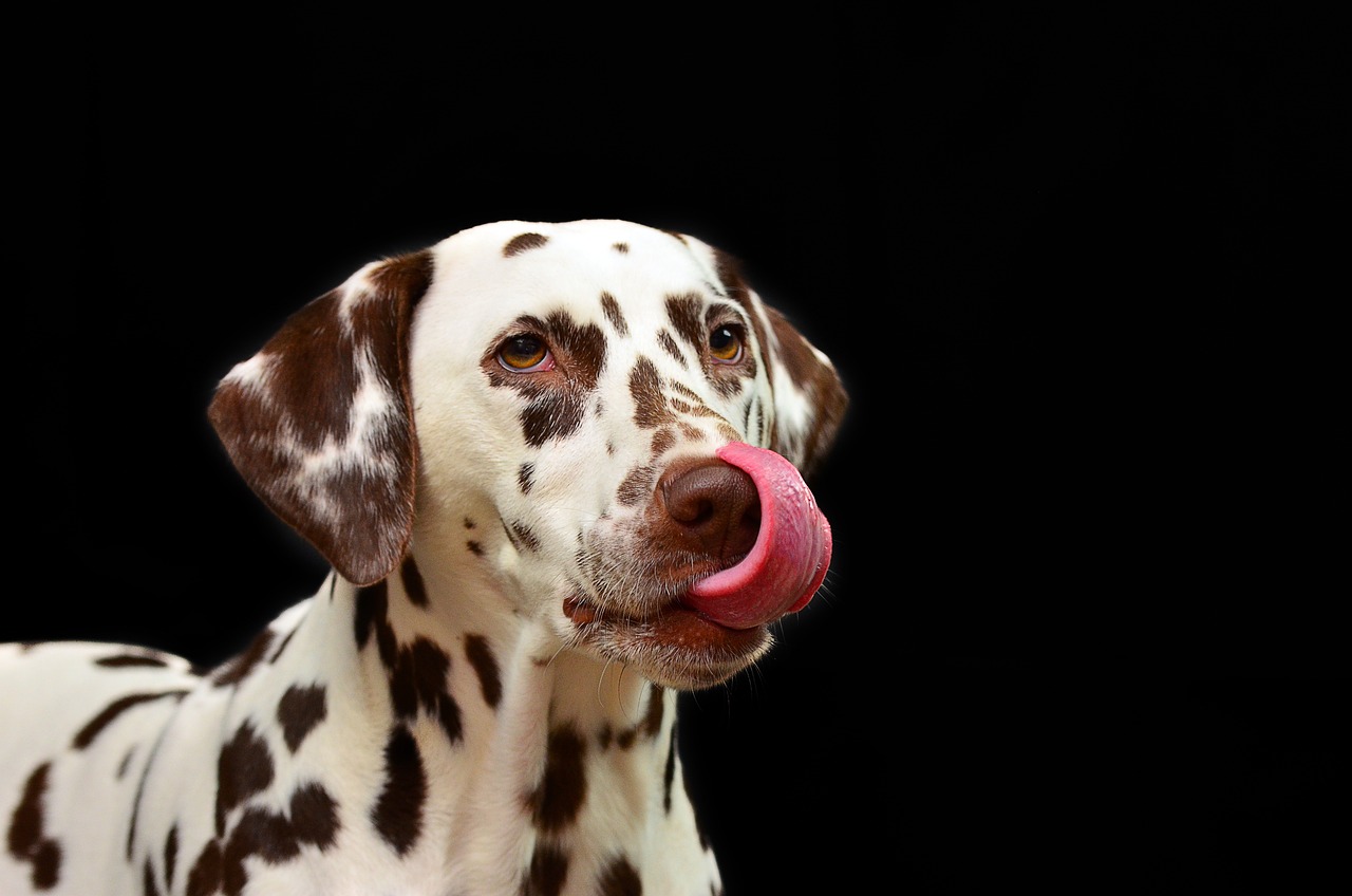 Un chien peut il manger du lait concentré