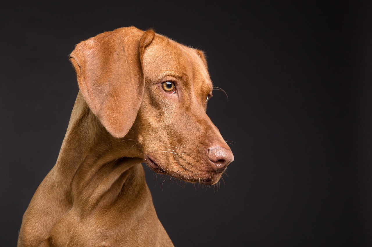 ne pas offrir de lait concentré à son chien