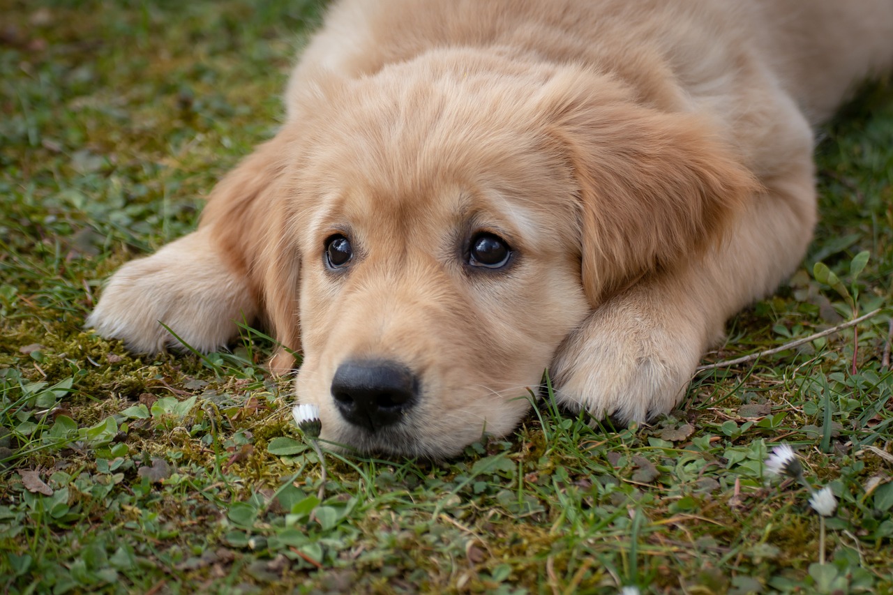 Peut-on donner du maïs aux chiens ?