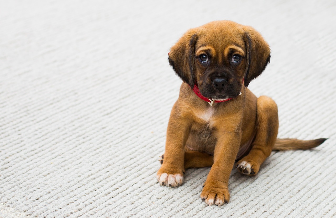 les bienfaits des œufs pour la santé de votre chien.