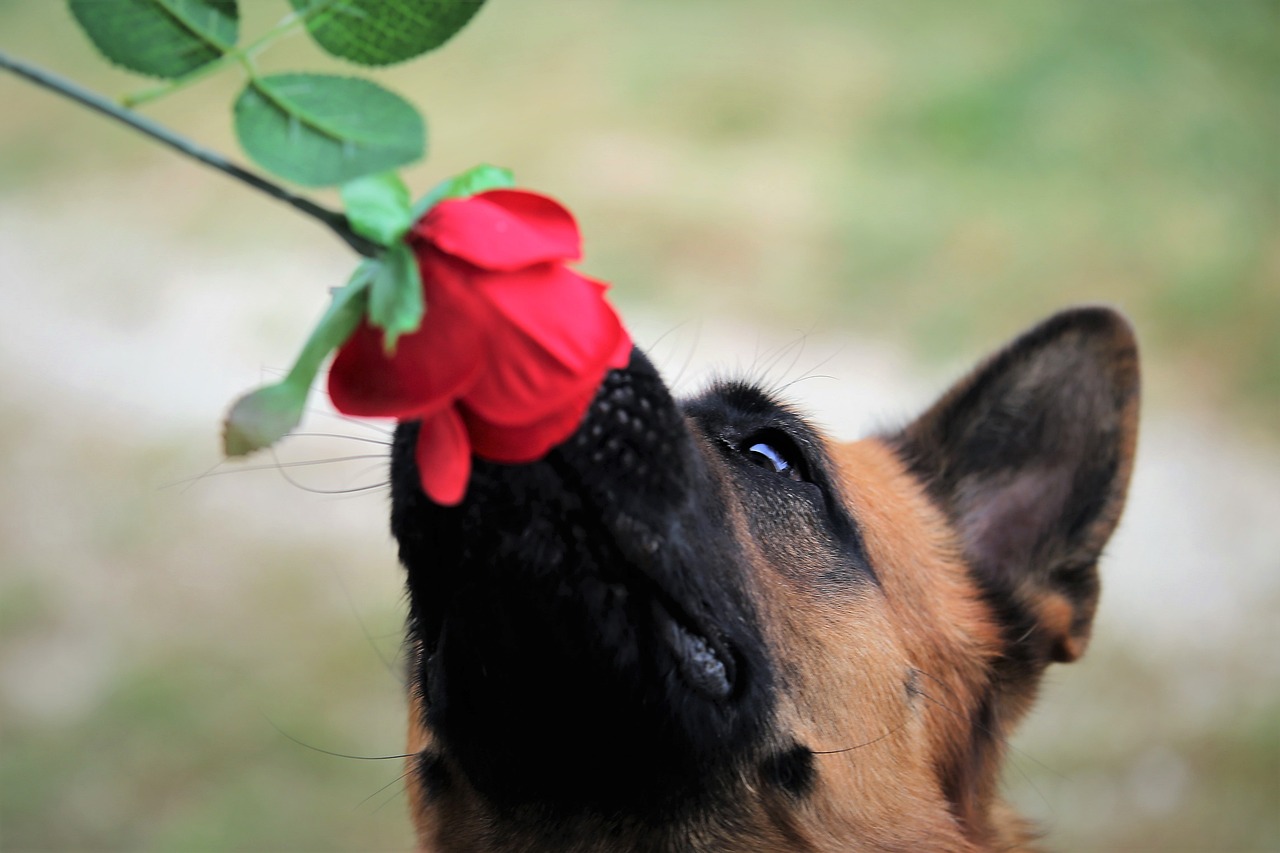 Un chien peut il manger de la menthe