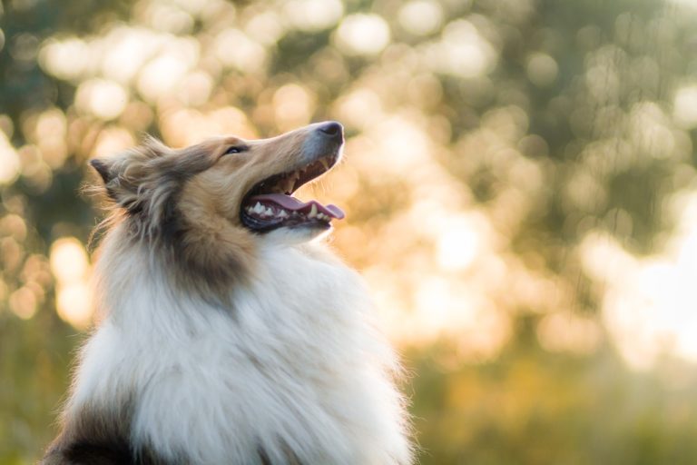 utiliser du shampoing sec avec un chien