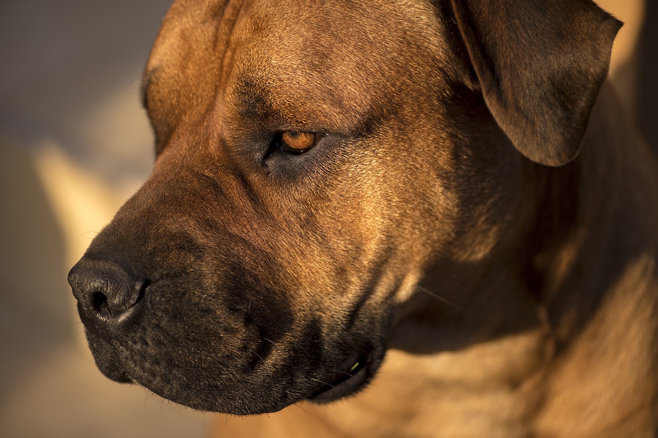 Le chien peut il consommer du fenouil ?