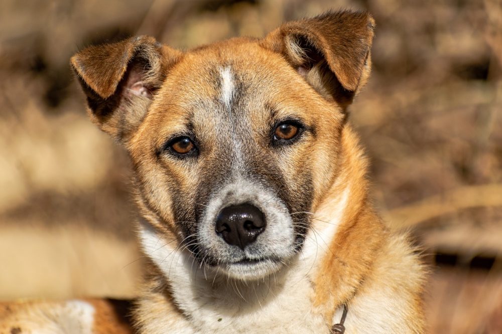 Comment gérez-vous les pleurs de votre chien ?