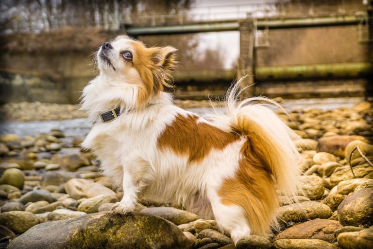 Comment laver un vieux chien