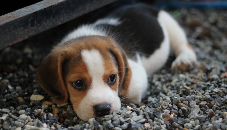 Un chiot peut-il manger de l'ananas