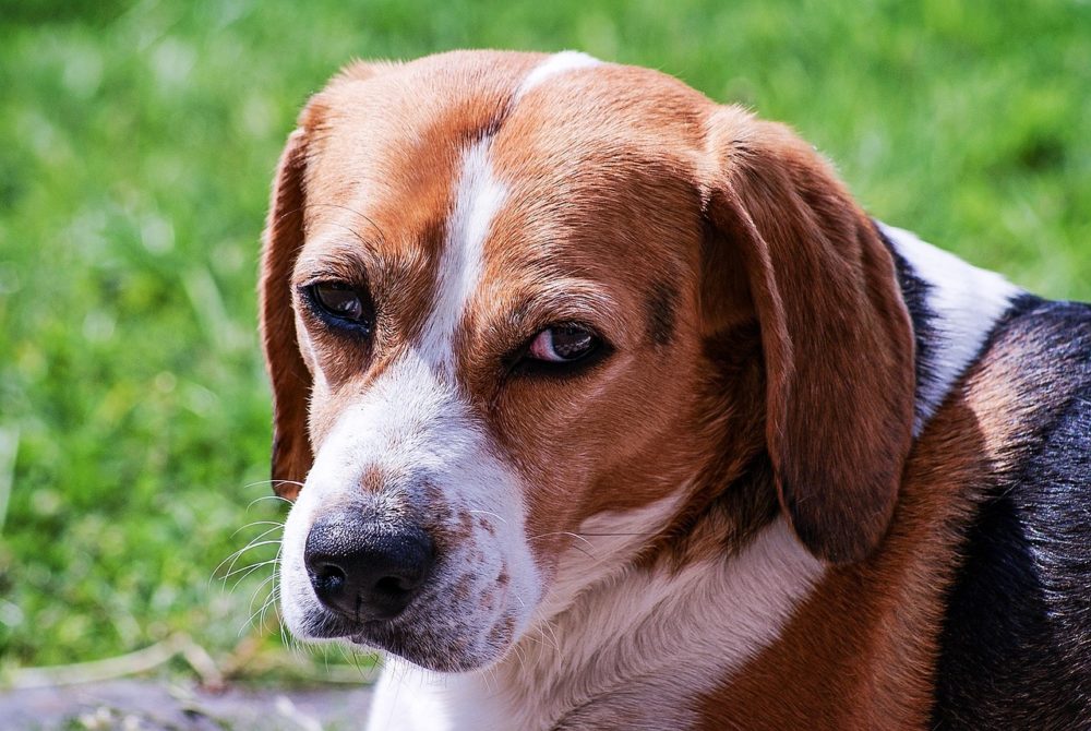 Sept conseils pour choisir un chien pour un appartement