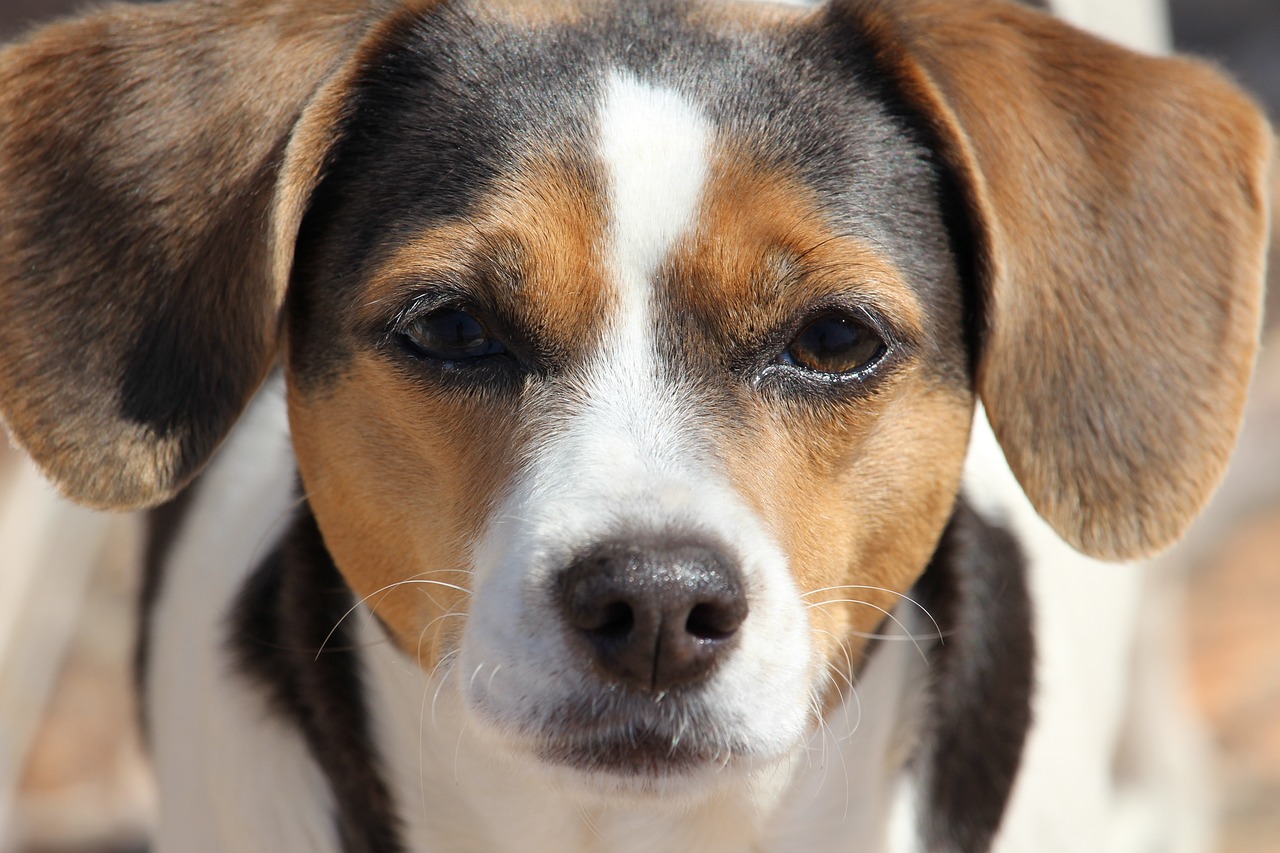 Le chien peut il manger du fenouil ?