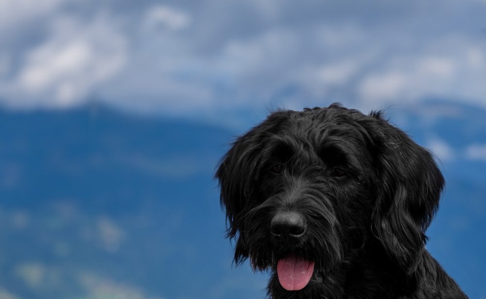 Le chien peut il consommer des pêches 