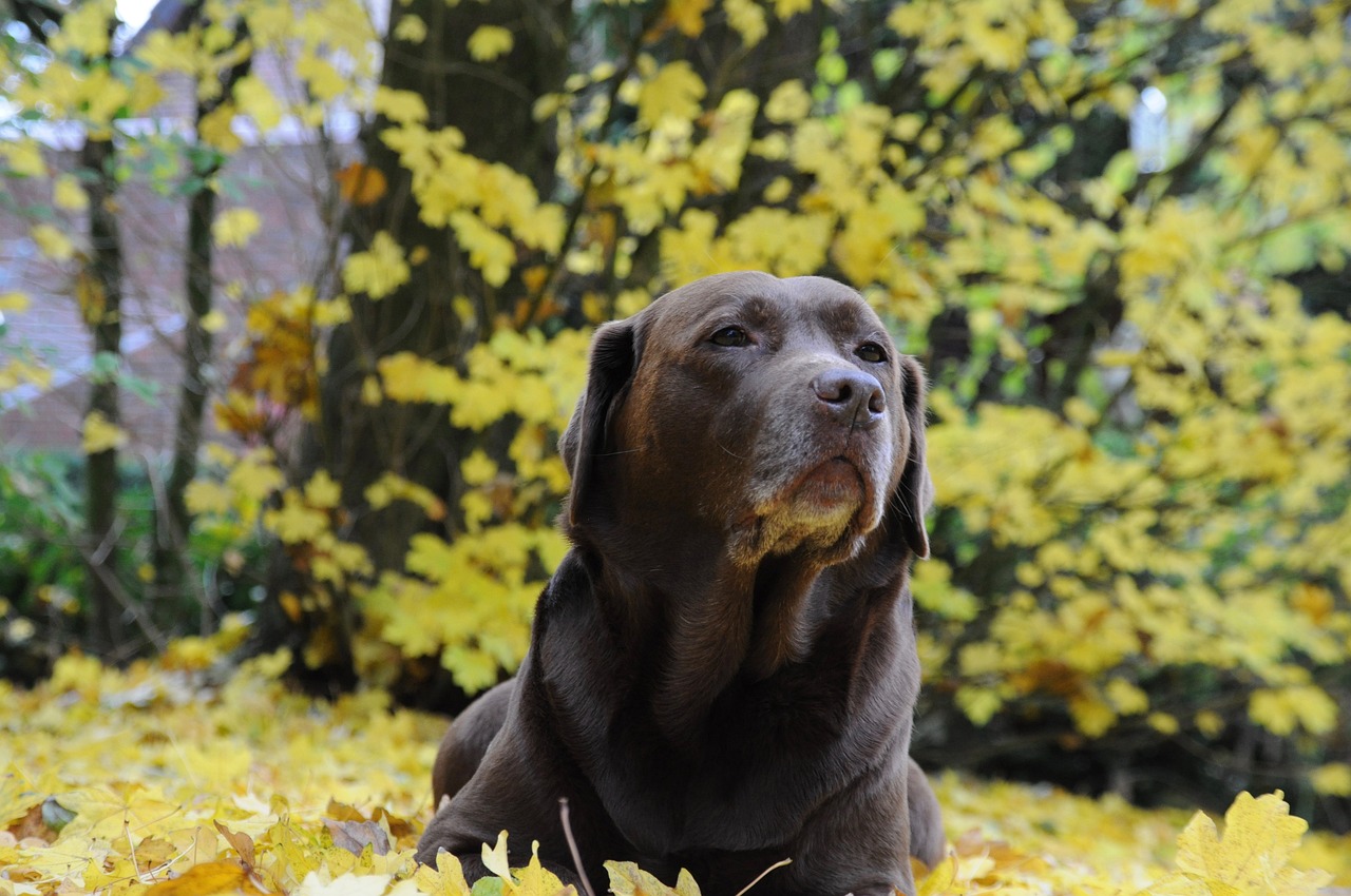 Un chien peut il manger de la crème chantilly