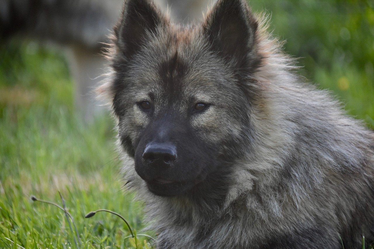 Un chien peut il manger de la couenne de porc