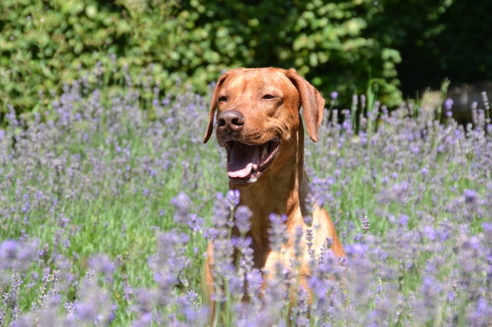 Un chien stérilisé lève-t-il vraiment sa patte pour uriner ?