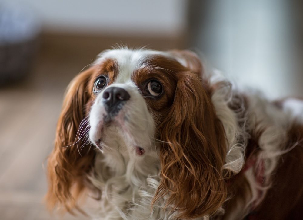 Les chiens peuvent ils manger la peau des oranges ?