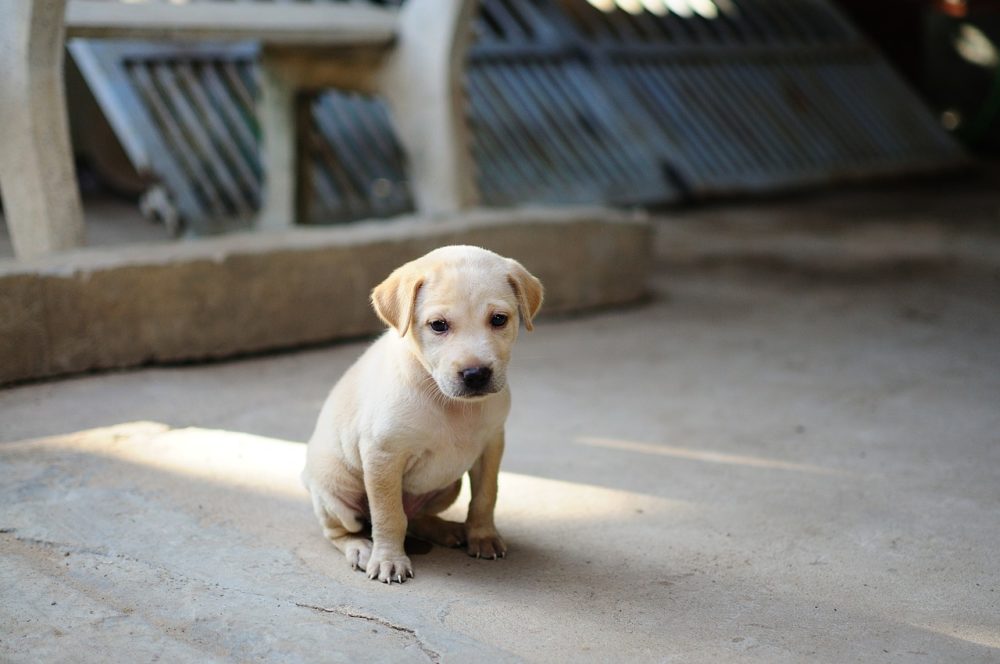 Les chiots sont ils capables de manger des fruits et des légumes