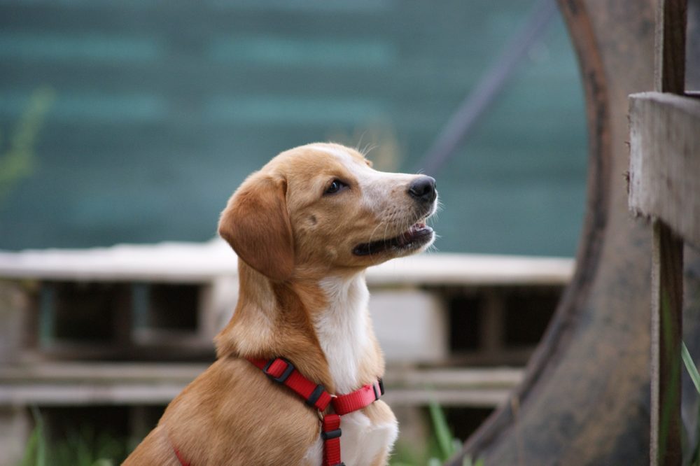 Le chien peut il consommer des pêches