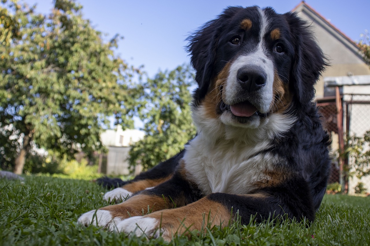 Un chien recroquevillé sur le côté