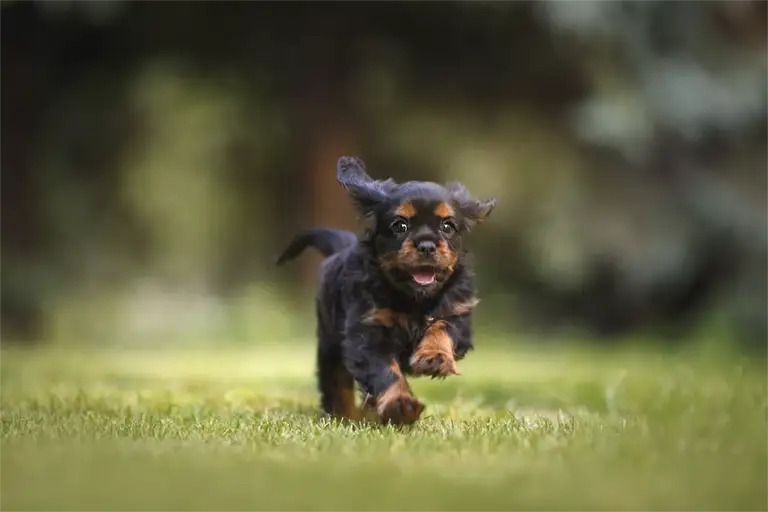 Un chiot peut-il manger de la betterave ?