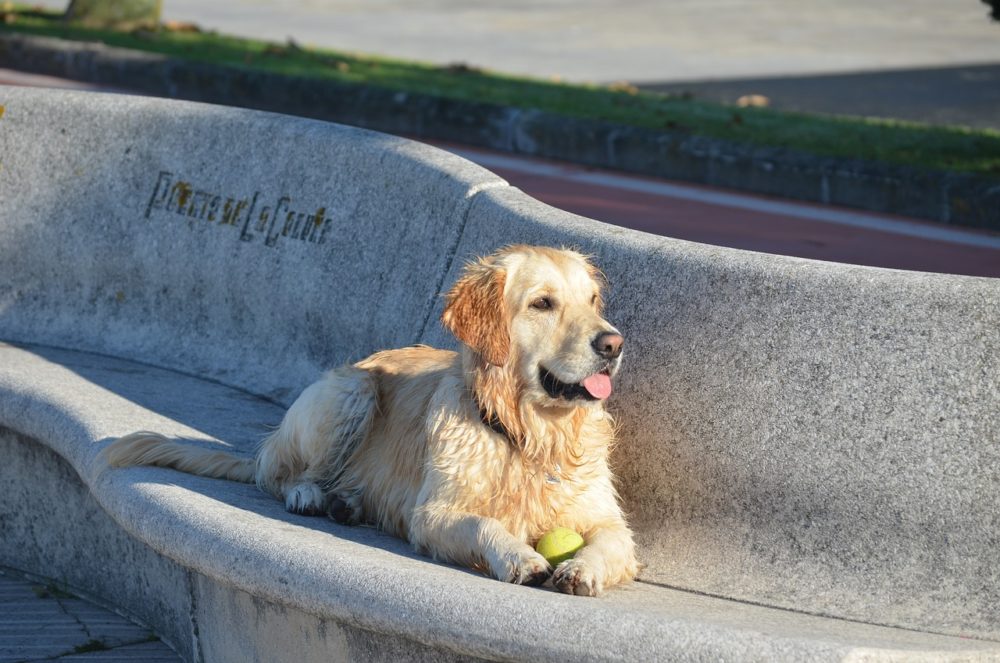 Le chien peut il manger de la citrouille