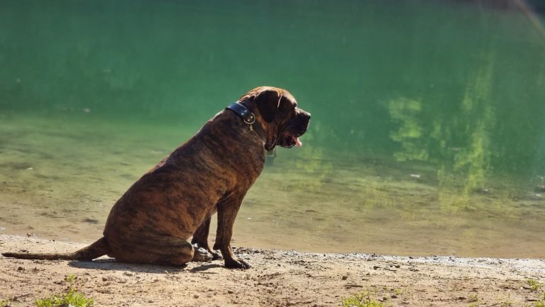 Un chien stérilisé peut-il se lever pour faire ses besoins ?