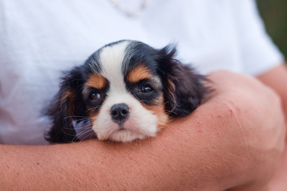 Un chiot peut-il manger des fruits ?