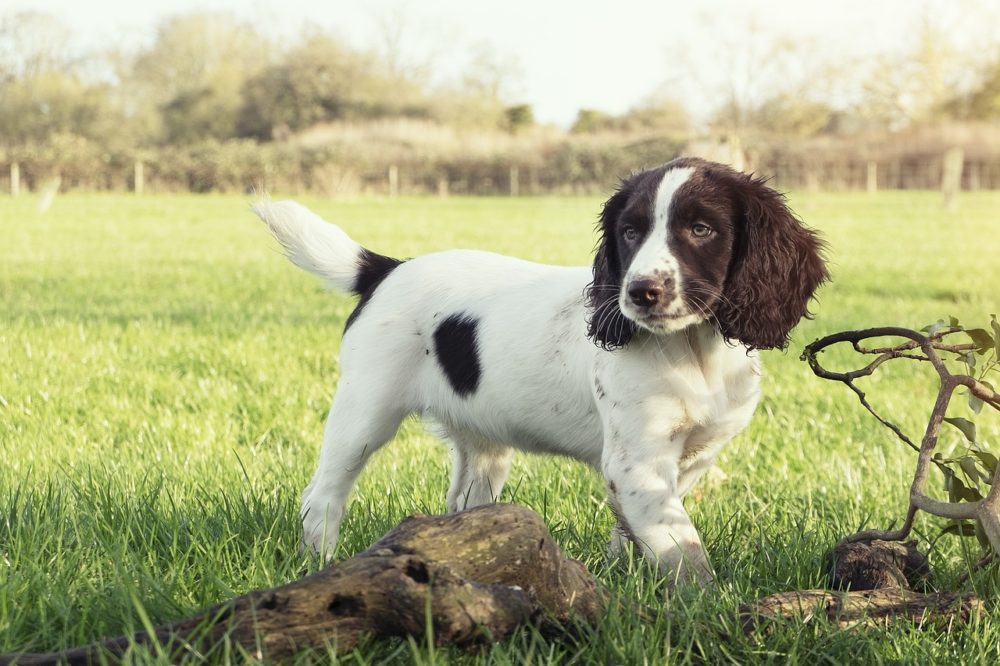 Un chien peut il manger de la crème chantilly