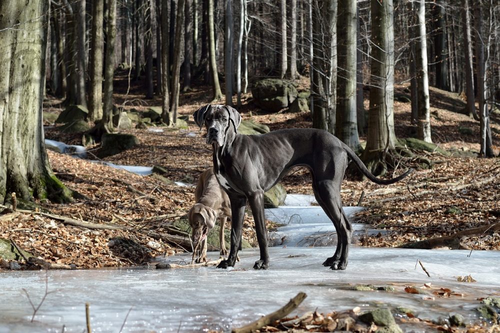 Avantages de donner de la citrouille aux chiens