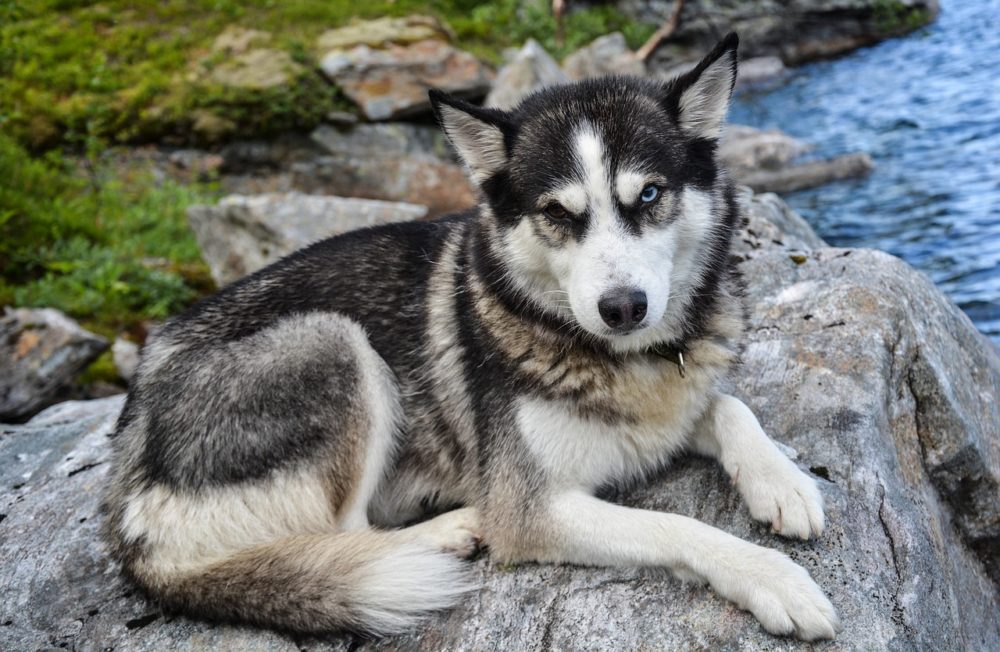 La pastèque est-elle dangereuse pour les chiens ?