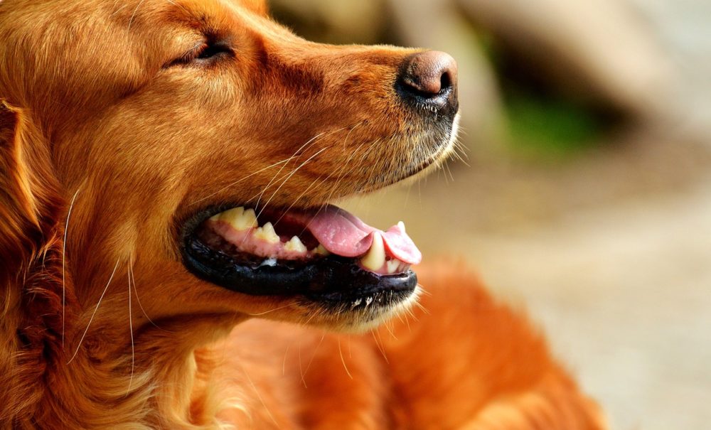 Les chiens consomment du céleri ?