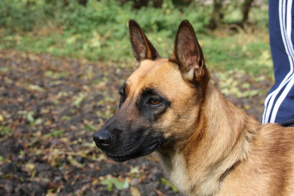 Un chien peut-il manger des tomates et laitues