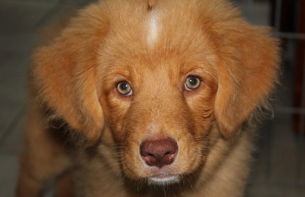 Comment donner du okra aux chiens