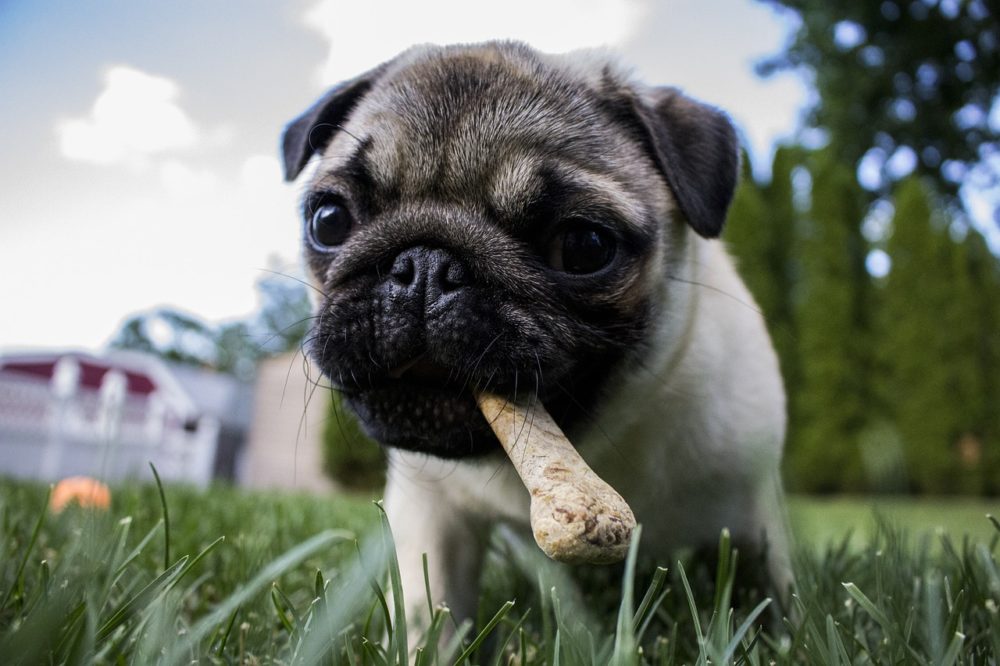 Un chiot peut-il manger de l'ananas