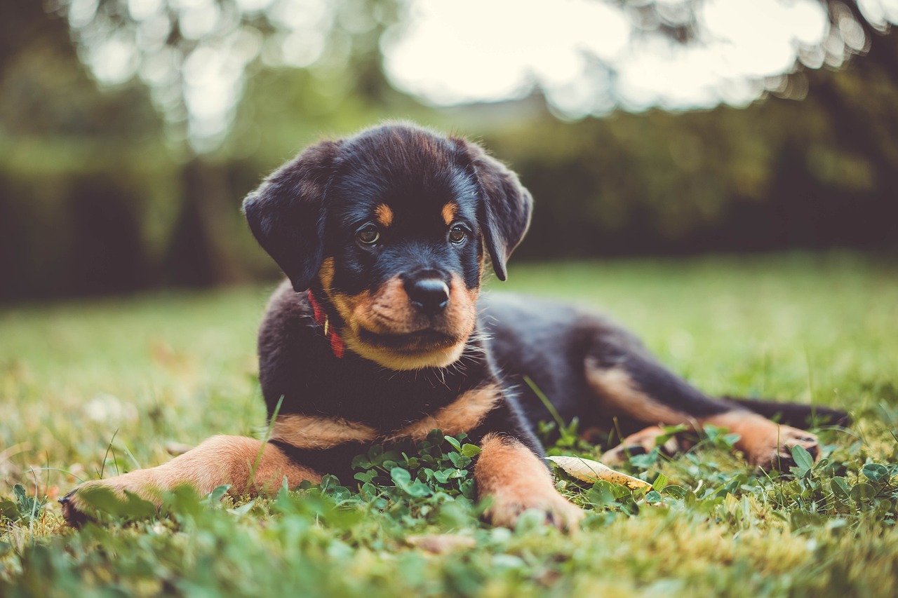 les avantages des pommes pour les chiots