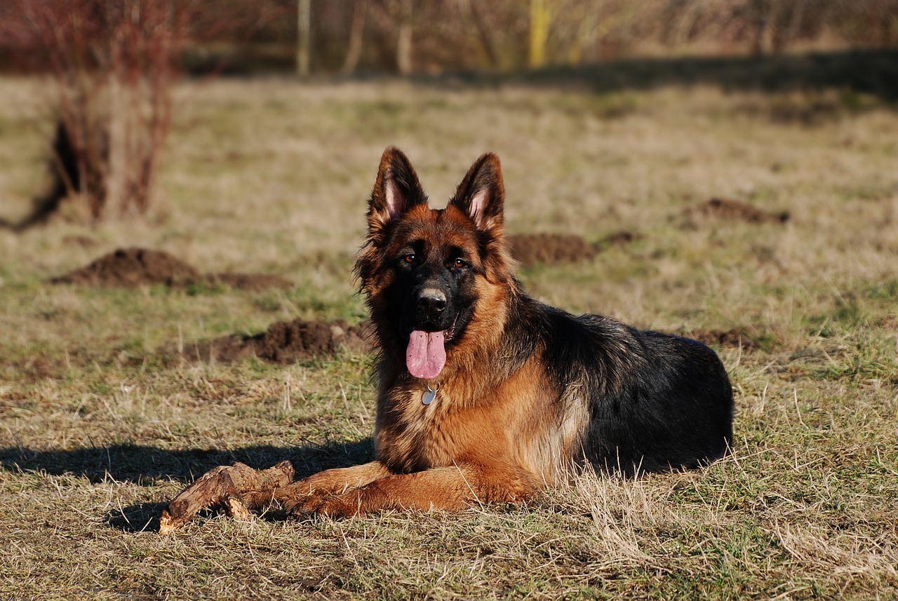 Pourquoi mon chien mange de la terre