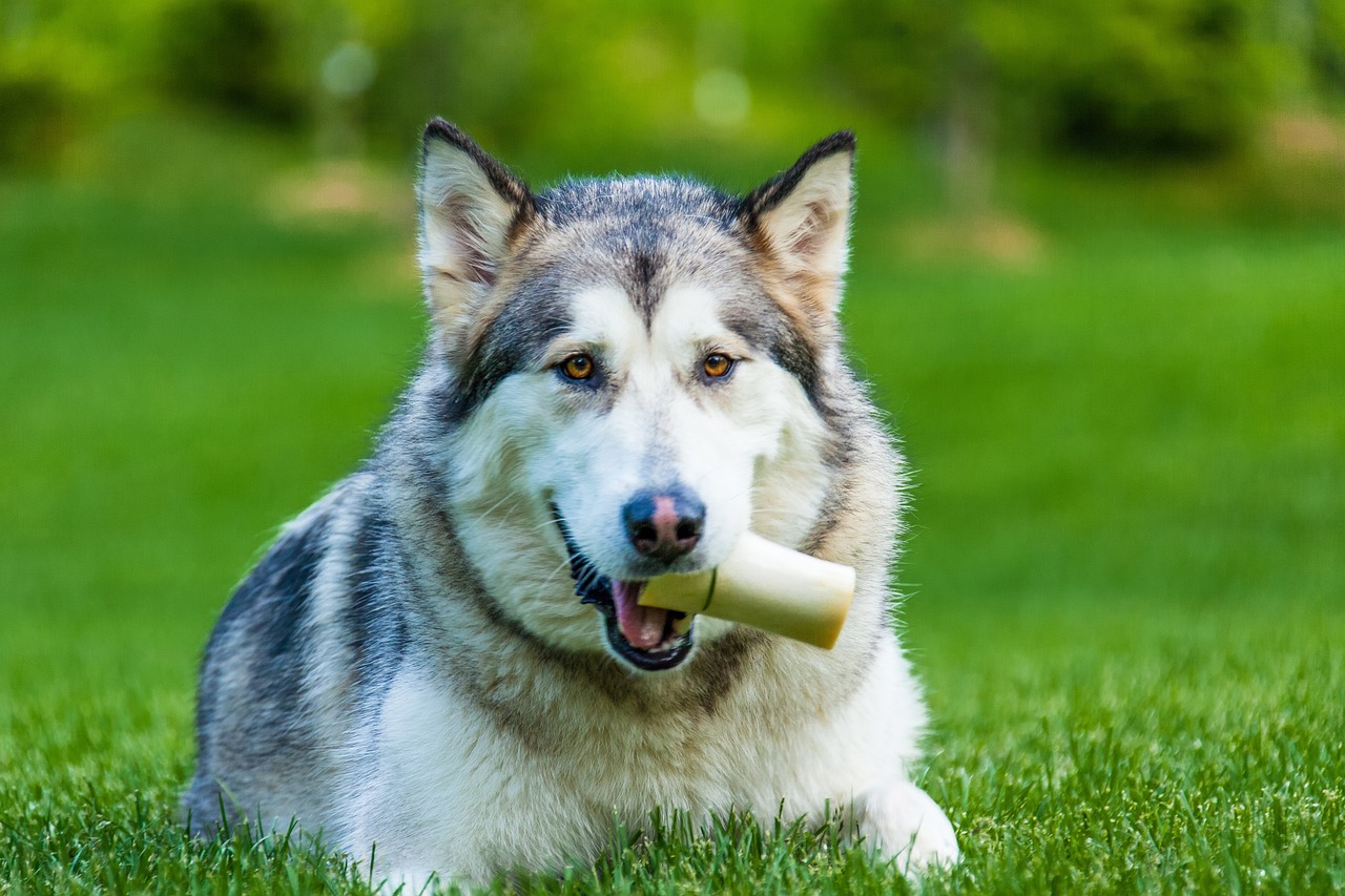 pour les chiens de manger des couennes de porc