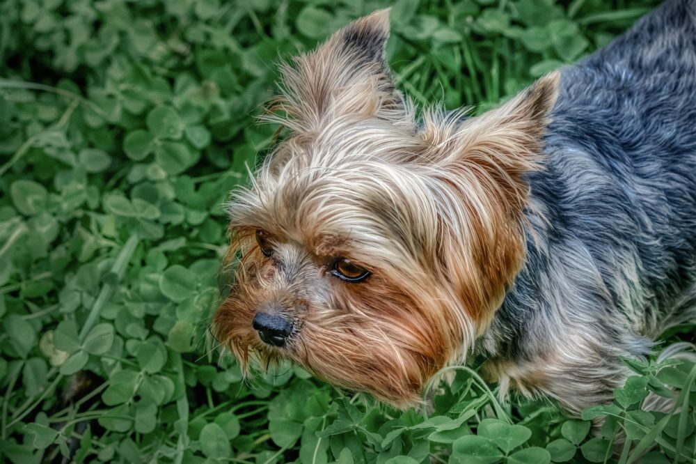 
mon chien gratte le sol